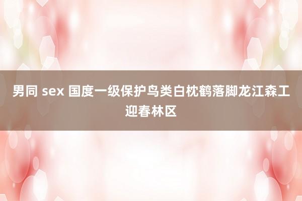 男同 sex 国度一级保护鸟类白枕鹤落脚龙江森工迎春林区
